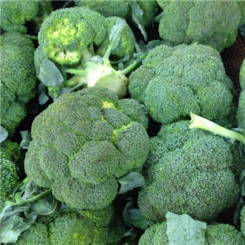西兰花  1KG