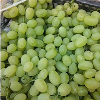 国产青提  1KG