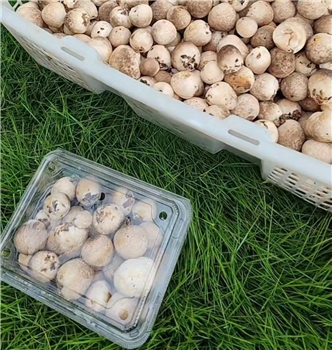 草菇（基地）  400克/份